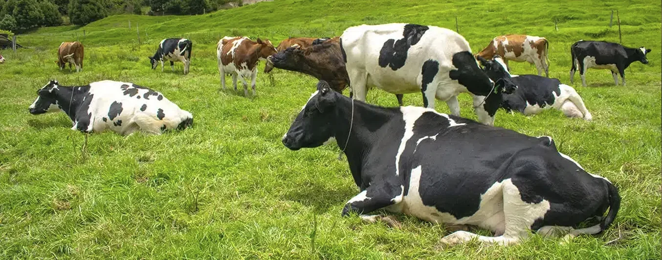 Todo lo que debe saber sobre el anestro | CONtexto Ganadero