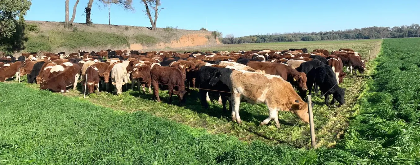 Eficiencia o efectividad en la ganadería