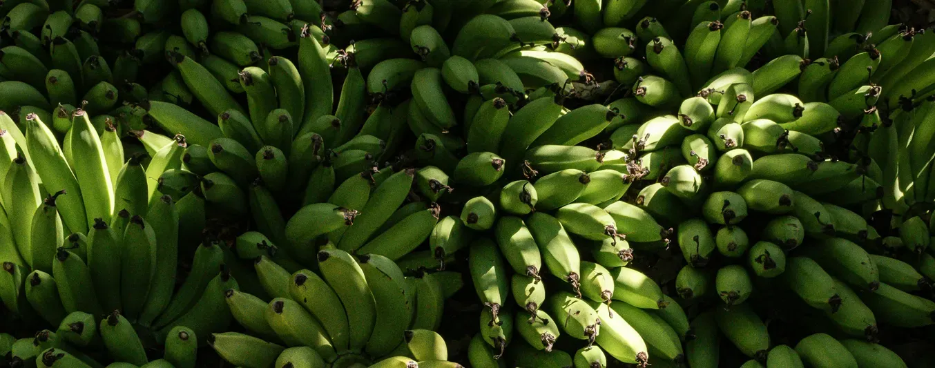 Exportación de banano
