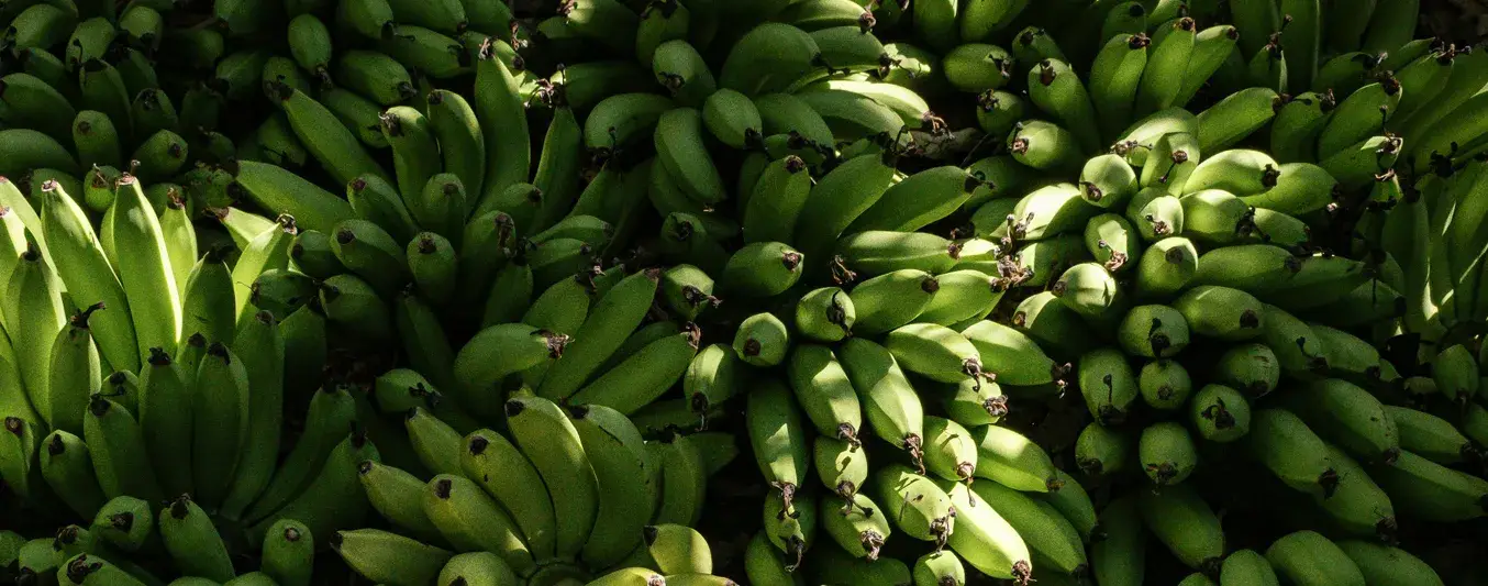 Exportación de banano