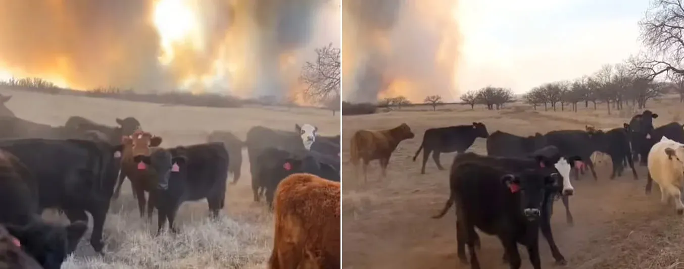 incendio-ganaderos-texas