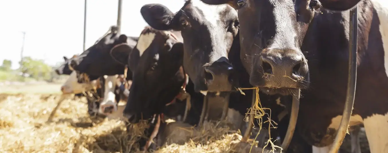 planificación de la alimentación bovina