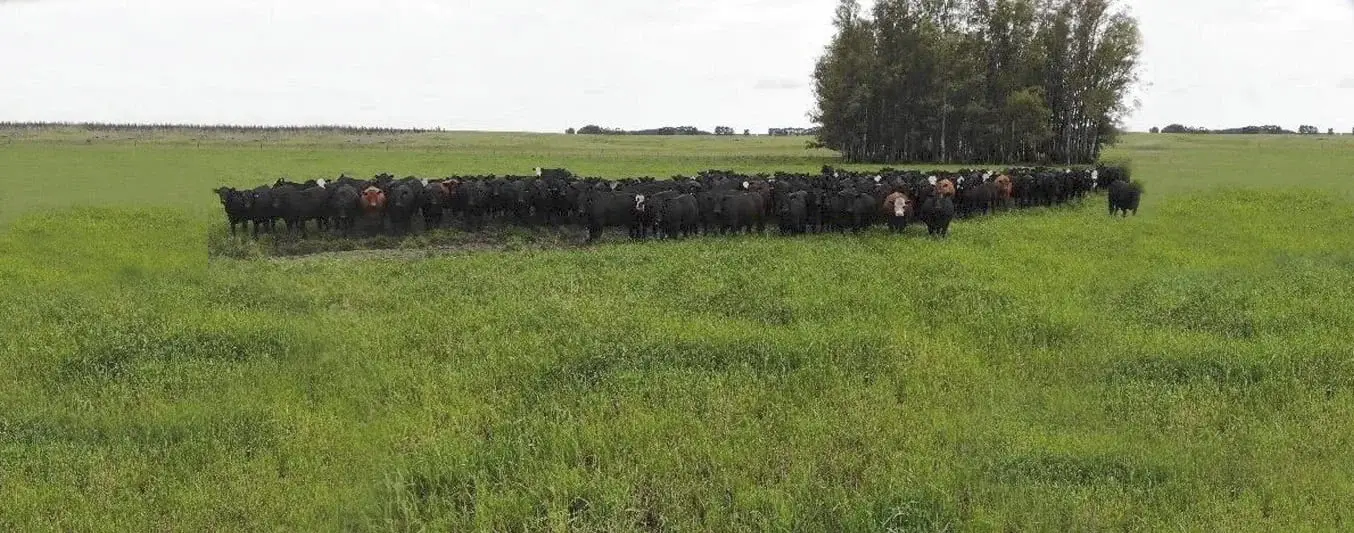 Uruguay envía el primer cargamento de carne libre de deforestación a Europa