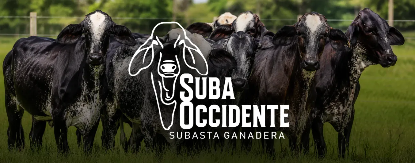 Primer año de operaciones de la subasta ganadera Subaoccidente