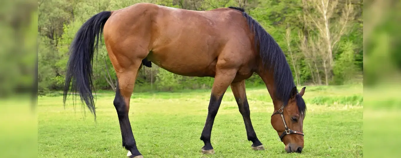 Salud de los huesos del caballo