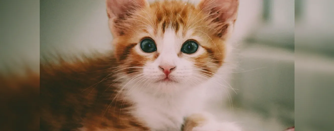 Día internacional del gato
