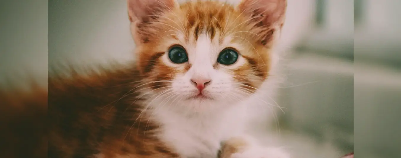 Día internacional del gato