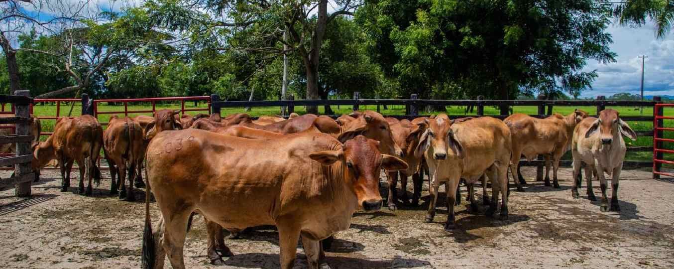 Un grupo de vacas de pie en un corral, con árboles y vegetación al fondo.