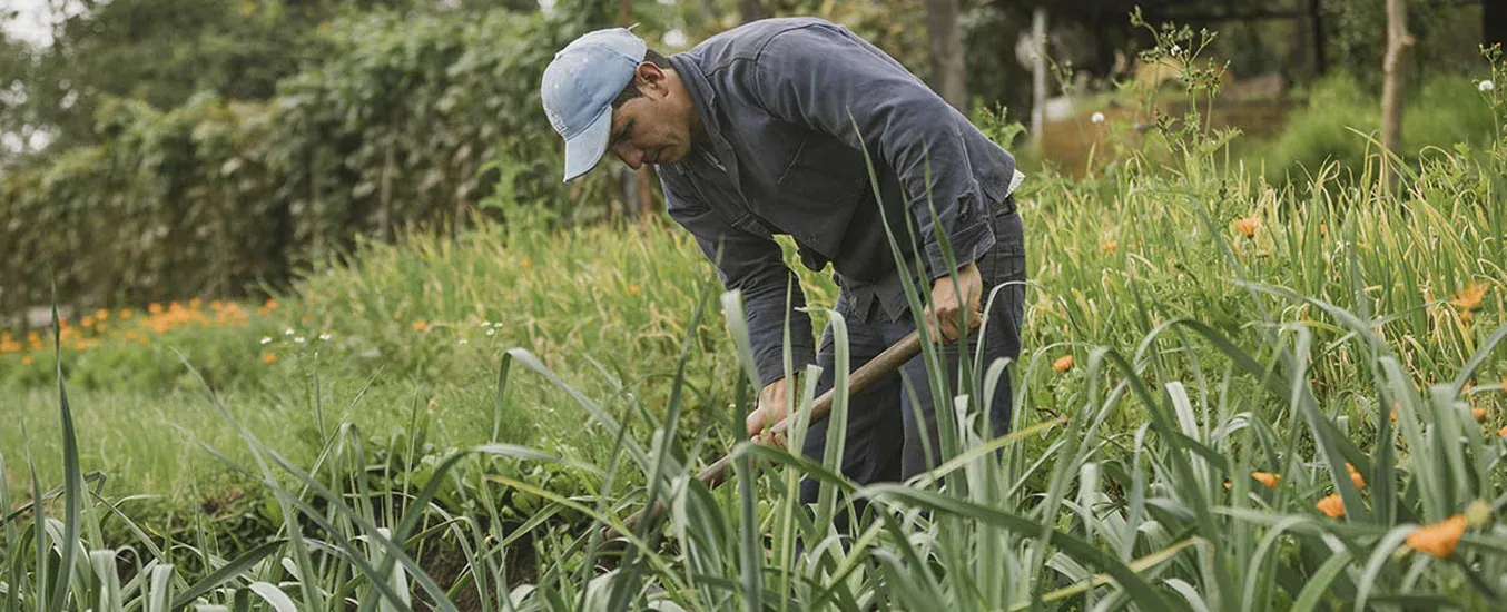 Productividad agropecuaria en Colombia