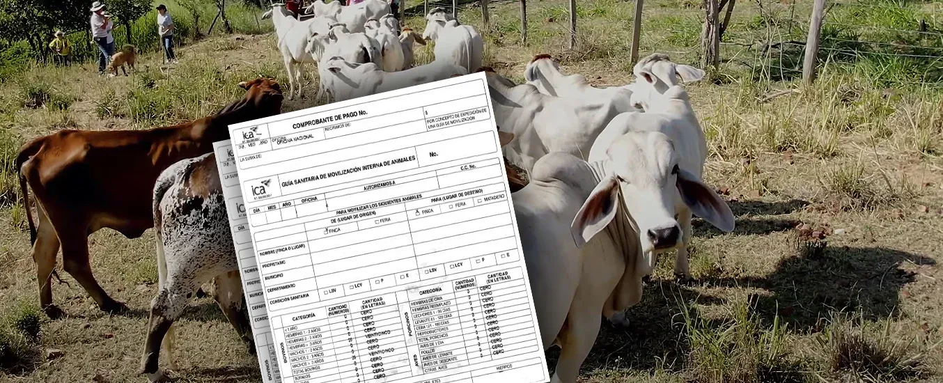 Guías de movilización bovina en Tocaima