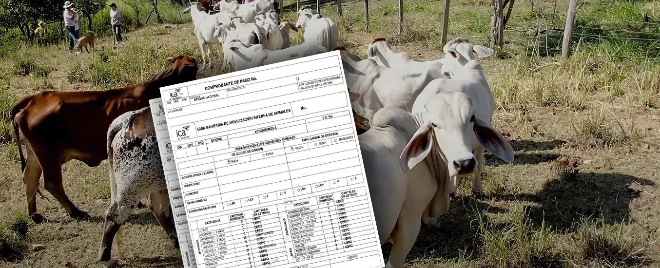 Guías de movilización bovina en Tocaima