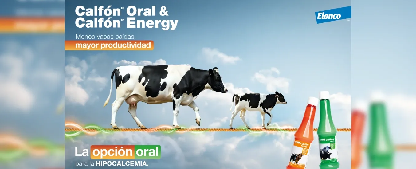 Two cows walking on a rope against a sky backdrop, with bottles of Calfón Oral and Calfón Energy in the foreground.