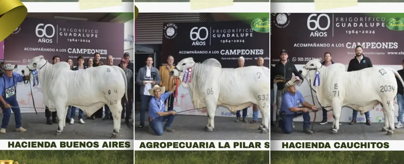 Tres ganaderías del Tolima logran que sus brahman puros sean campeones nacionales en Agroexpo