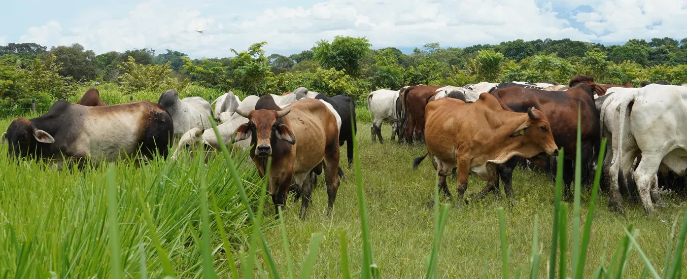 Entrega del Sello ambiental