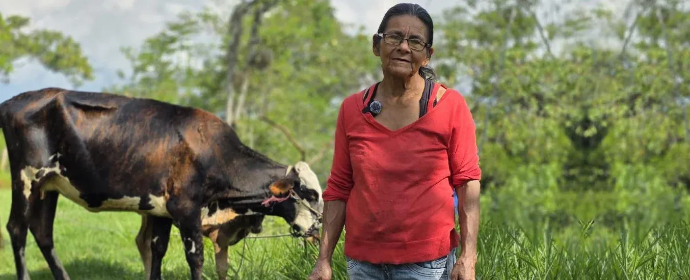 Vaca por la paz