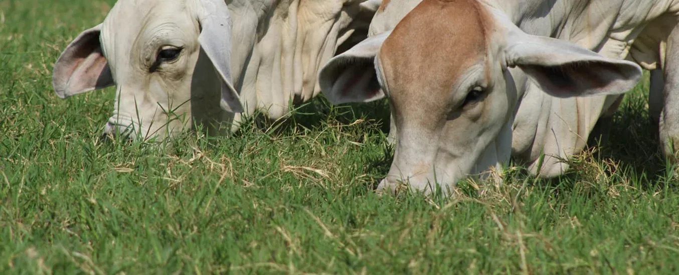 Bovinos comiendo pasto
