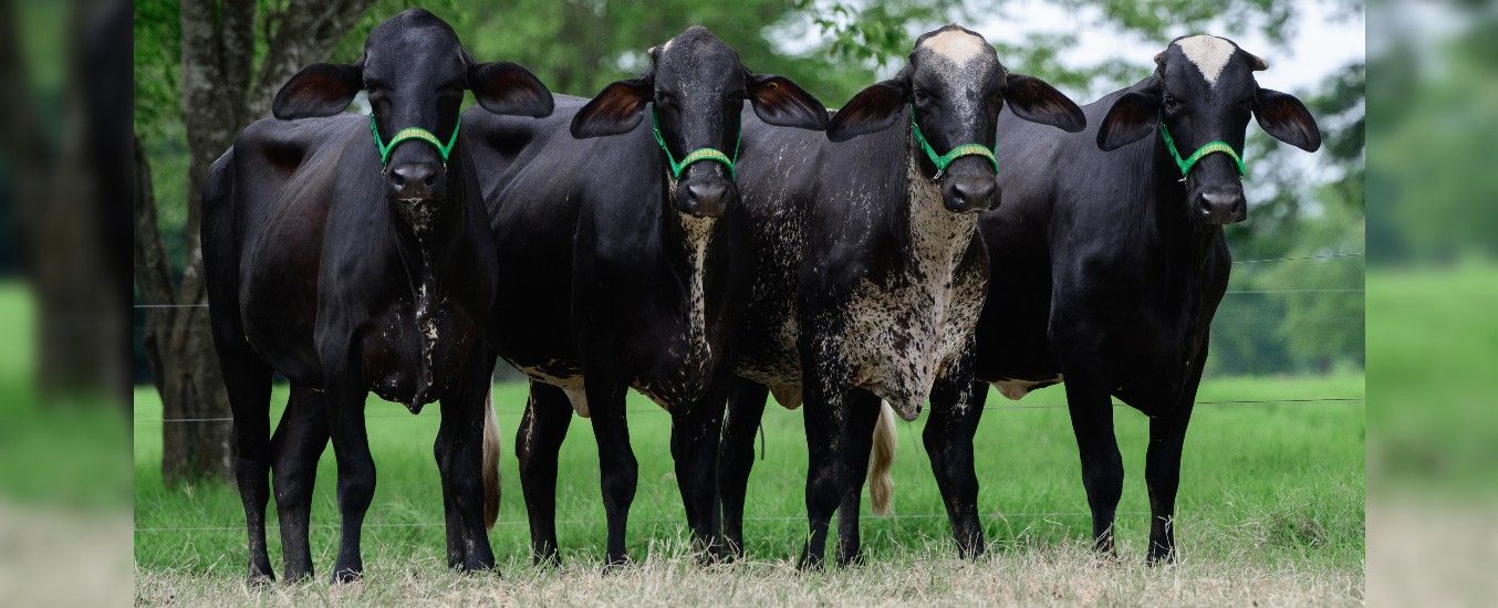 Four black cows with green halters stand in a row on grass, with trees and a wire fence in the background.