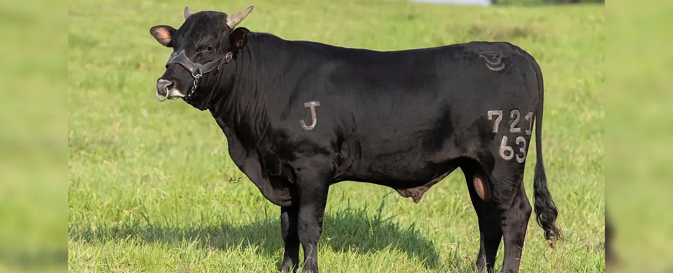 A black bull with a nose ring stands in a grassy field. It has markings "J" and "721 63" on its side.