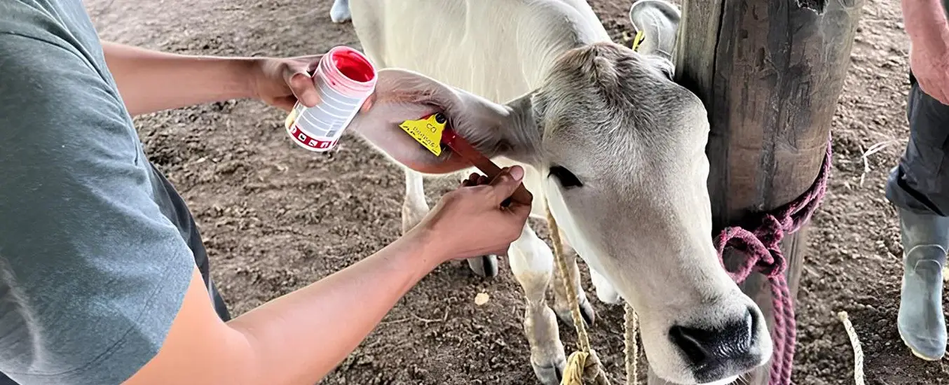 Trazabilidad bovina en Caquetá