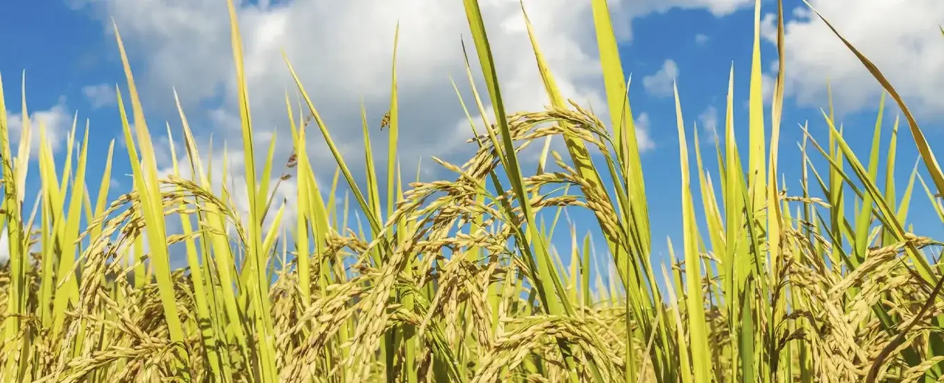 Mejorar producción de arroz