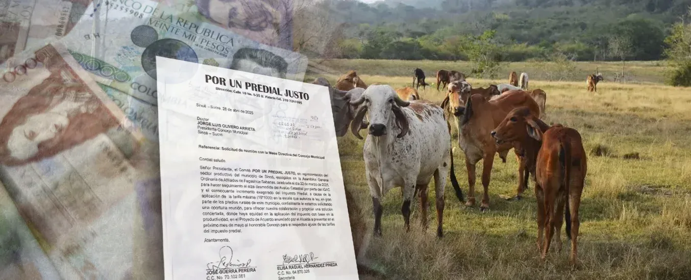 Ganaderos no se oponen a pagar, pero exigen justicia tributaria en Sincé