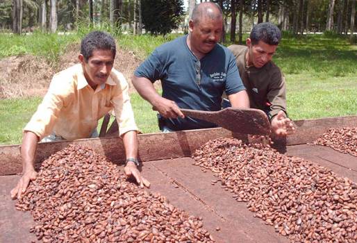 Producción de cacao