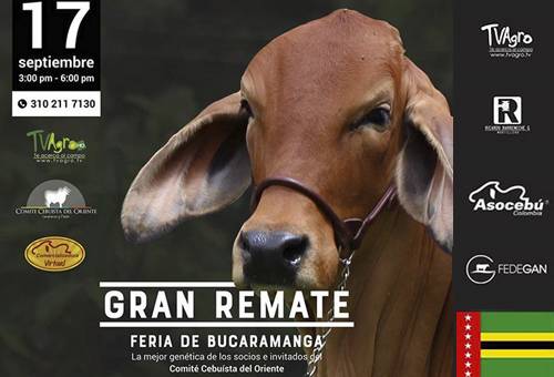 Remate comercializadora virtual, Comité Cebuista de Oriente, gran remate feria Bucaramanga 2020, remate Feria Bucaramanga 2020, remates virtuales, subastas colombia, venta de ganado Colombia, venta de ganado cebú en Colombia, remates de ganado cebú, Federación Colombiana de Ganaderos, fedegan, la Asociación Colombiana de Criadores de Ganado Cebú, Asocebú, el canal TV Agro, coronavirus, coronavirus Colombia, COVID-19, cuarentena, noticias ganaderas, noticias ganaderas colombia, CONtexto ganadero