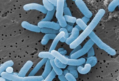 probiotico lactobacilo para combatir infecciones en vacas