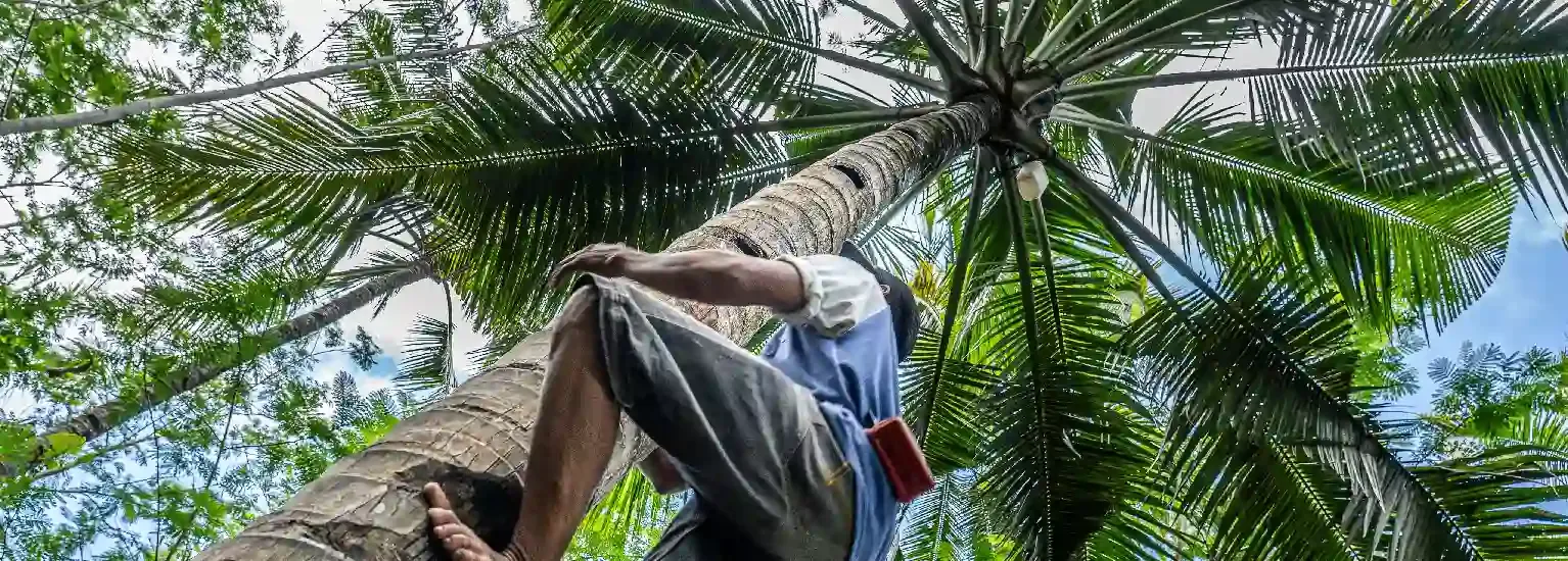 Una persona sube a una palmera alta, rodeada de exuberantes hojas verdes, con un cielo azul de fondo.