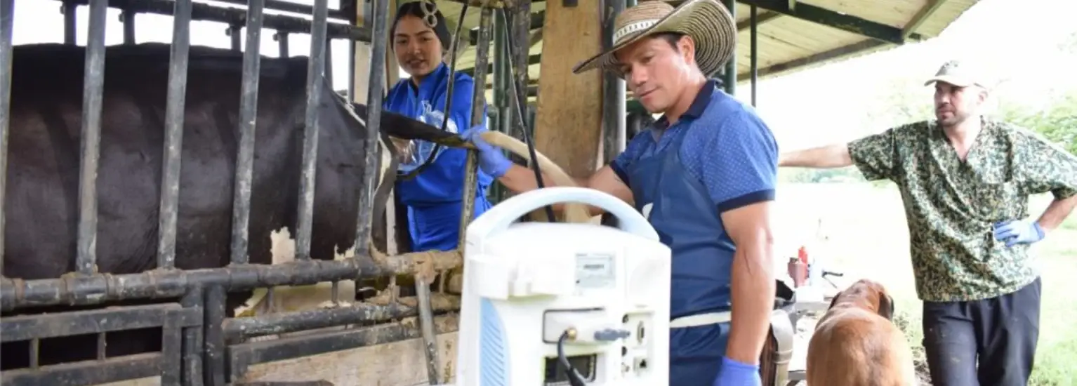 Tres personas en un granero, una de ellas con sombrero de vaquero, trabajan con vacas haciendo ecografía con una máquina.