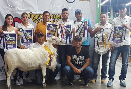 Feria, ovina, animales, juzgamiento, jueces, Asoovinos, ejemplares, calidad, Medellín, Antioquia.