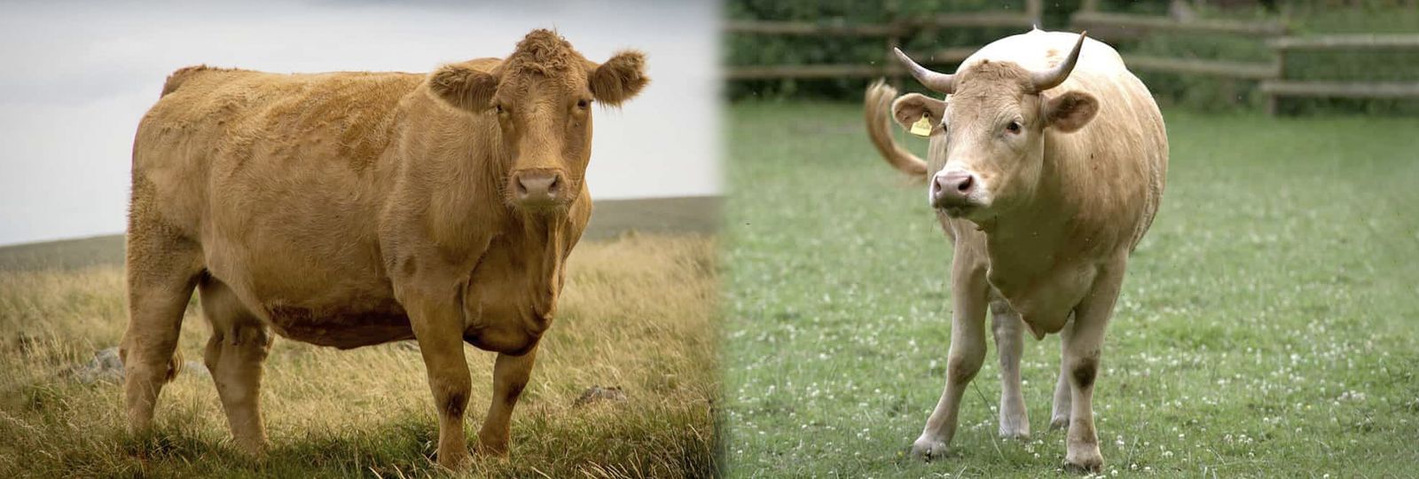 Conozca las 10 razas de ganado más grandes del mundo | CONtexto Ganadero