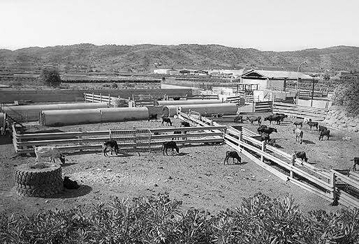 ruina, quiebra, la ruina en ganadería, quiebra de las ganaderías, asistencia técnica en la ganadería, capacitación ganaderos, cría y levante de ganado, cambios climáticos, variabilidad climática, registros, llevar registros en ganadería, contexto ganadero, ganadería colombia