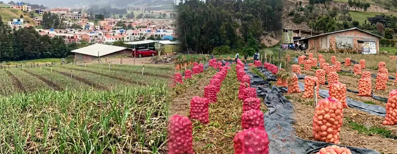 Cultivos de cebolla por Asohofrucol