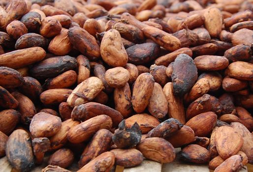 Fedecacao revisa las solicitudes formales de cada departamento, antes de aprobar o rechazar la creación de los comités. Foto: CONtexto Ganadero. Risaralda quiere tener Comité Departamental del Cacao