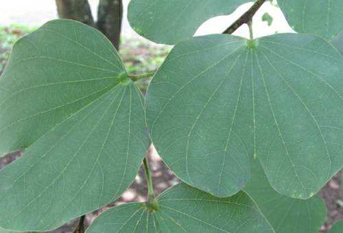 bauhinia variegata casco de vaca