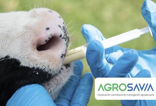 probióticos, Rumitec, Agroexpo, Agrosavia, mejorador de la eficacia alimenticia en terneros en la tapa de iniciación, ganadería en colombia, problemas, costos de levante, terneros de reemplazo, razas criollas colombianas, sistema inmune, aceleración del destete, microorganismos, correcto desarrollo, tracto gastrointestinal, CONtexto ganadero, ganaderos colombia, noticias ganaderas colombia