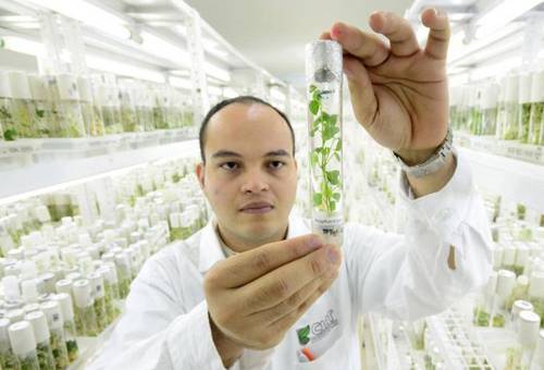 CIAT, biodiversidad, Seguridad Alimentaria, coronavirus, Pandemia, investigadores, producción agrícola, consumidor, monitoreo, recomendaciones, resiliencia, Alimentos, agricultura, semillas, banco de germoplasma, nutrición, Medio Ambiente, Ganadería, ganadería colombia, noticias ganaderas colombia, CONtexto ganadero