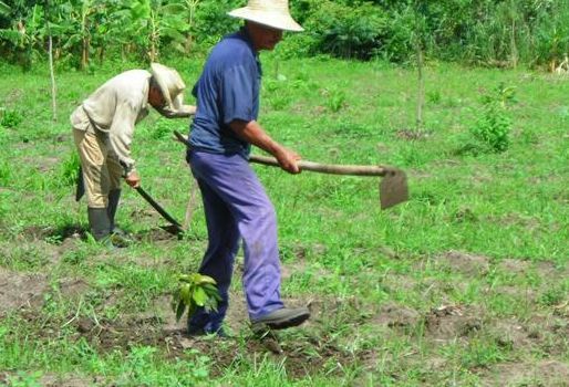 Ministerio de Agricultura se compromete con agro en Risaralda