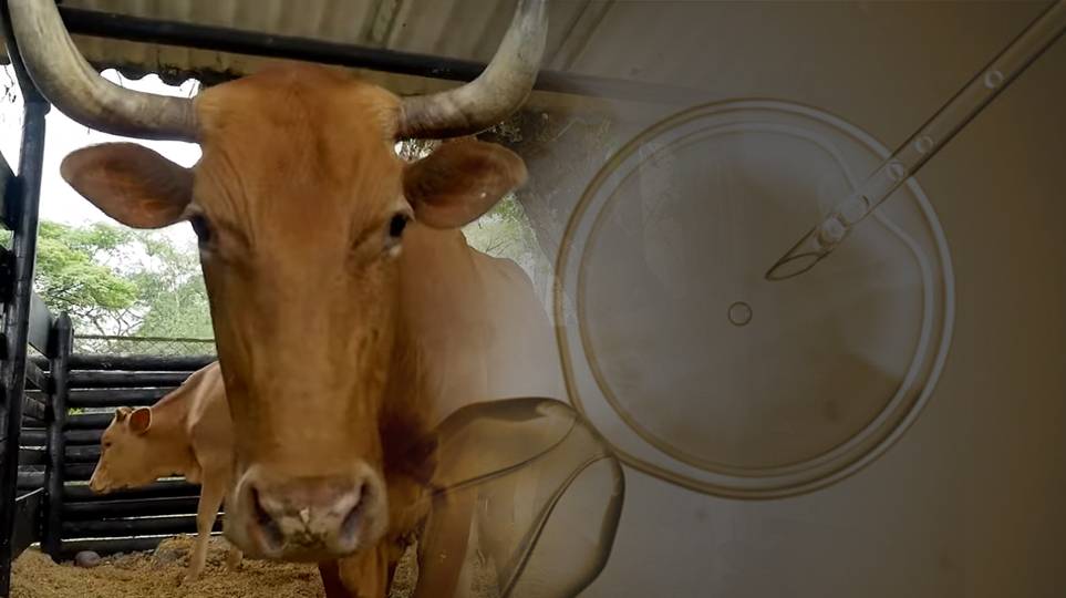 sanmartinero, Agrosavia, mejoramiento genético, raza, Ganado criollo, fertilidad, adaptación, piedemonte, altillanura, Orinoquía, producción de carne, producción de leche, monitoreo, parámetros reproductivos, evaluación genética, núcleos de conservación, red de productores, genómica, selección, reproductores, apareamiento, exigencias ambientales, hato, Carimagua, La Libertad, suplementación, pastoreo rotacional, Praderas, brachiaria decumbens, B. humidicola, B. dictyoneura y B. brizantha, genotipo, bancos d