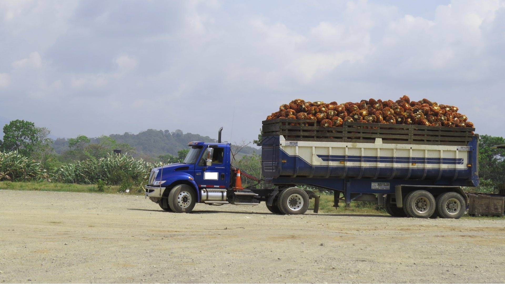 Transporte de frutos de la palma