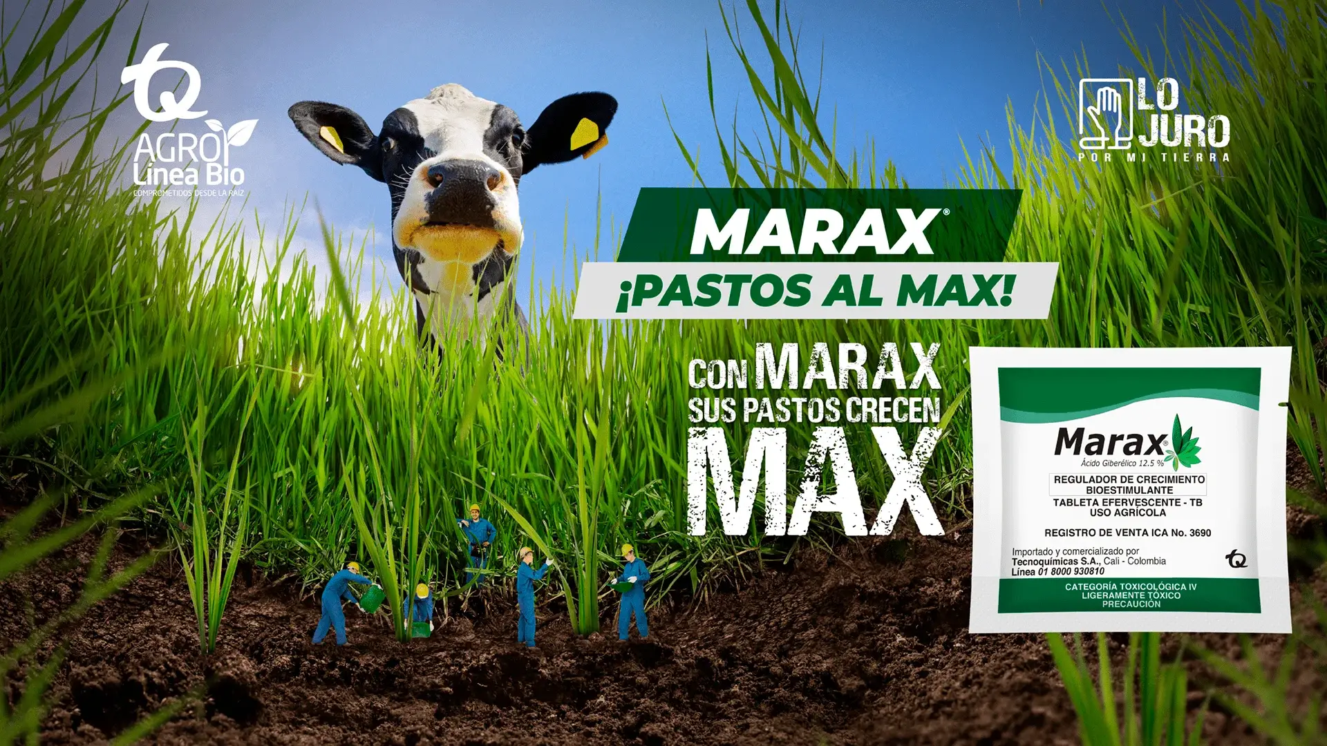 Marax-Ceba