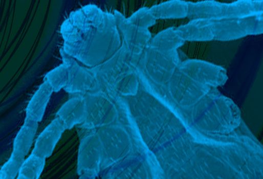 En el evento se tratarán temas como el manejo de parásitos externos y sanguíneos y la reproducción de bovinos. Foto: CONtexto ganadero Día sanitario en Santander