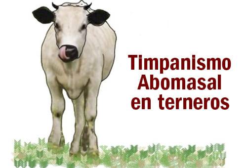 Ganadería, ganadería colombia, noticias ganaderas, noticias ganaderas colombia, CONtexto ganadero, Timpanismo Abomasal en Terneras, causas del timpanismo abomasal en terneras, bacterias que producen el timpanismo abomasal en terneras