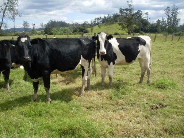 En Caldas buscan que los productores lecheros sean más competitivos. Foto: Gobernación de Caldas Ganadería en Caldas