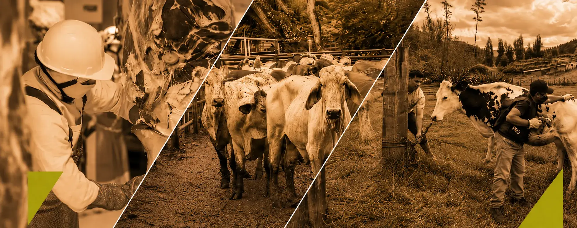 Libro blanco: Modernización de los sistemas