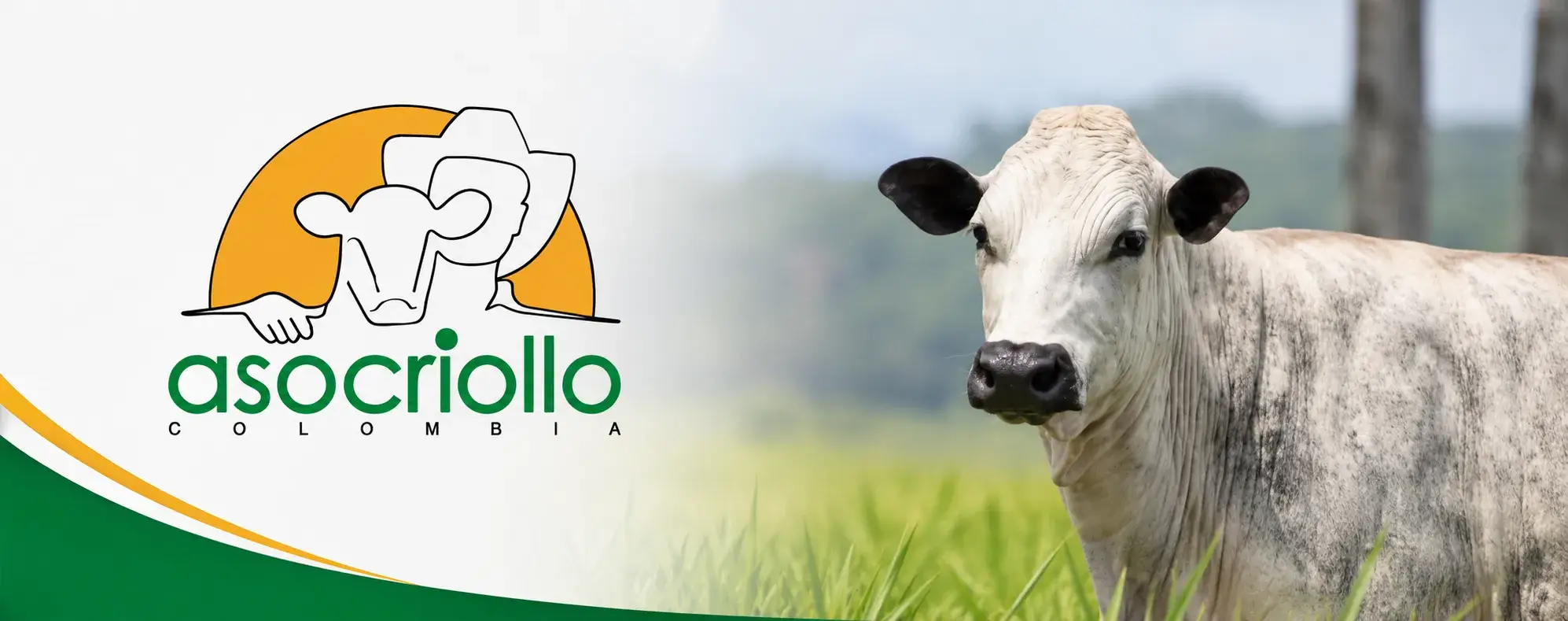 Asociación Asocriollo