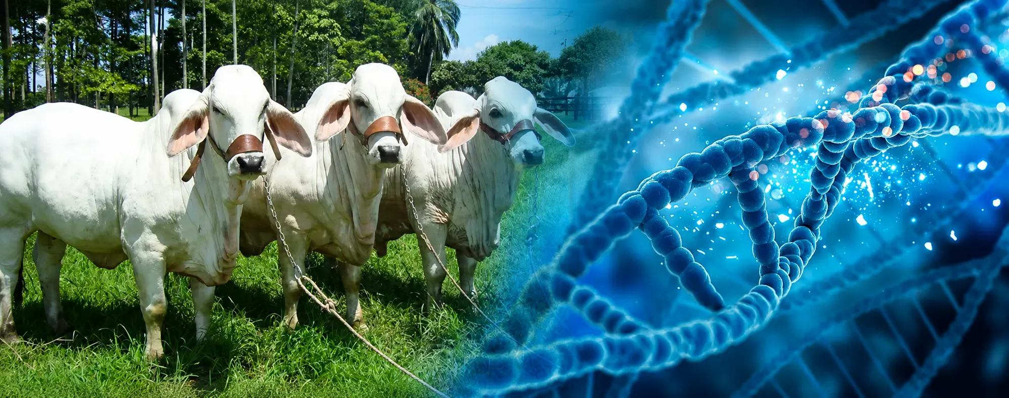 Universidad de São Paulo para vincular a productores en Colombia de Ganado cebuino al Programa de Genética y Mejoramiento Animal