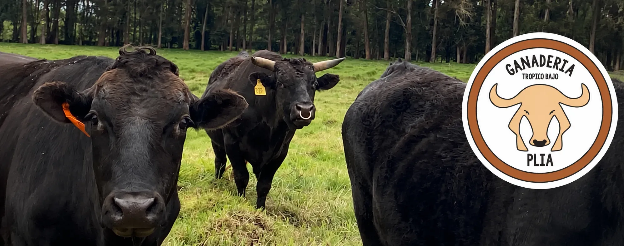 criar Wagyu
