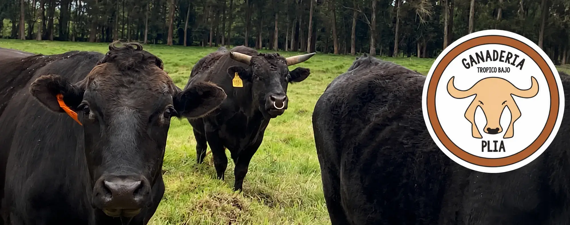 criar Wagyu